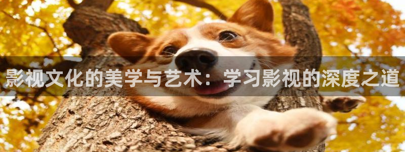 小小影视app官网：影视文化的美学与艺术：学习影视的深度之道